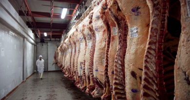 La escasez de hacienda profundiza el retroceso de la faena vacuna